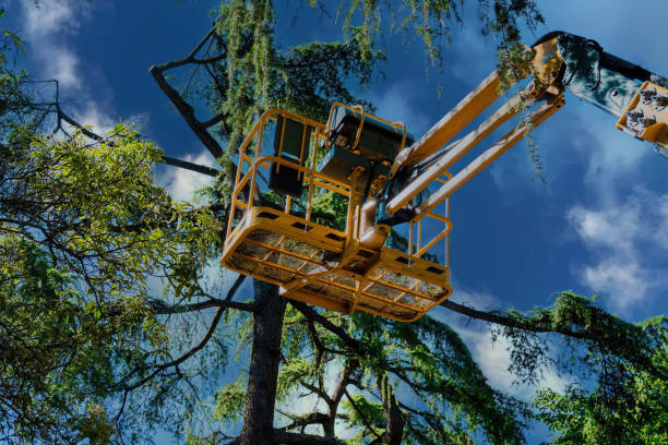 Trusted Price, UT Tree Service Experts